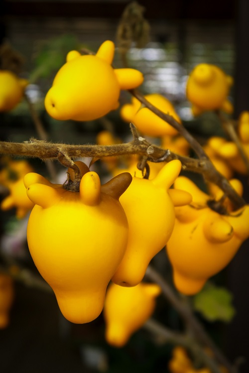 Plants that Look Like Boobs and Breasts 3
