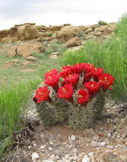 Cactus With Red Flowers 4