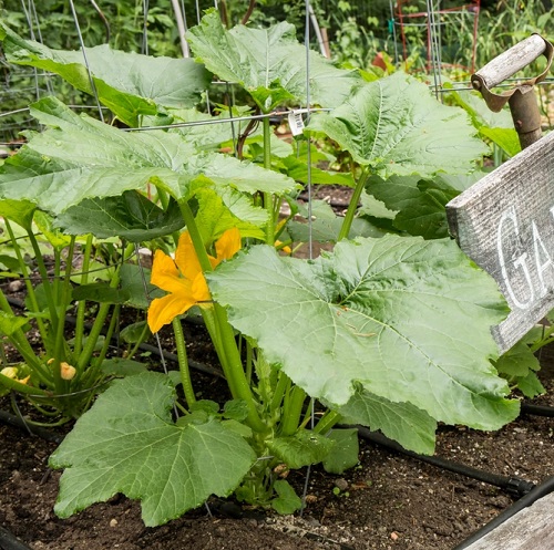 Weeds That Look Like Squash Plants 