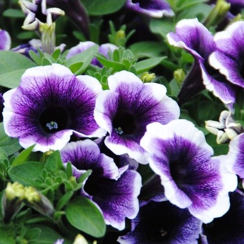 Purple Halo Petunia