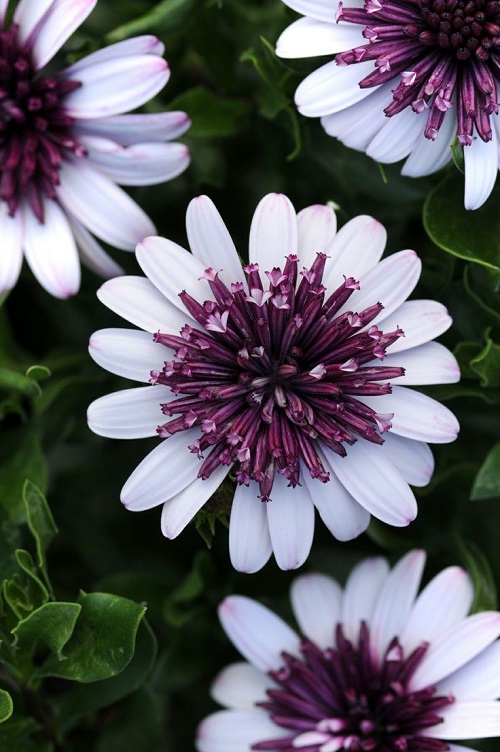 White Flowers with Purple Center 3