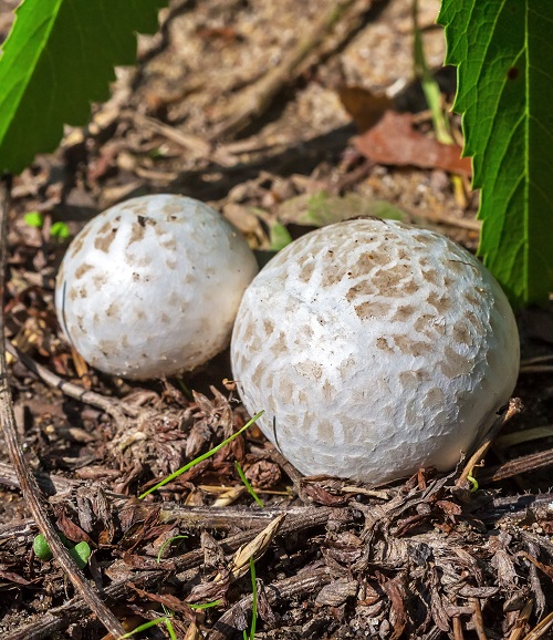 Mushrooms that resemble eggs 1