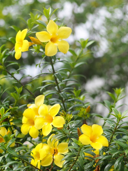 Yellow Flowers with Five Petals in garden