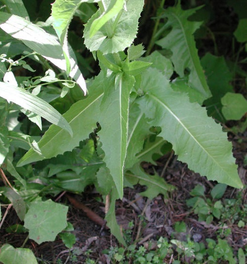 Plants With Serrated Leaves 2