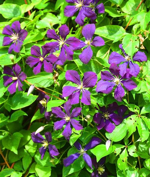 Purple Flowers With Yellow Center 3