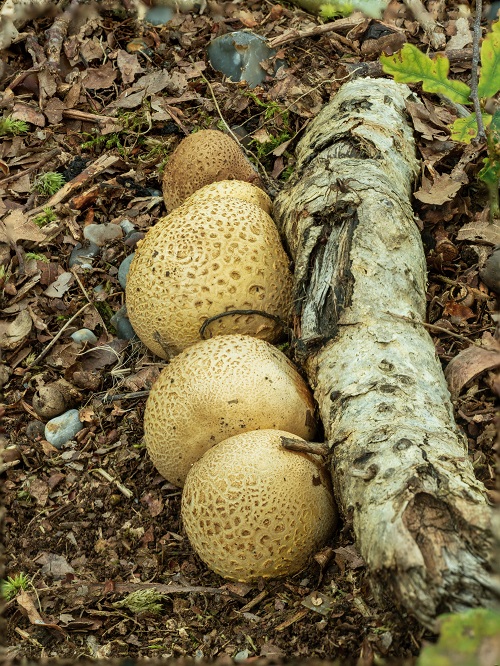 Mushrooms that resembling eggs