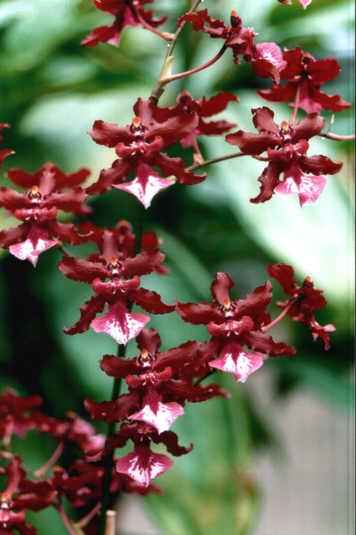 Dancing Lady Orchid