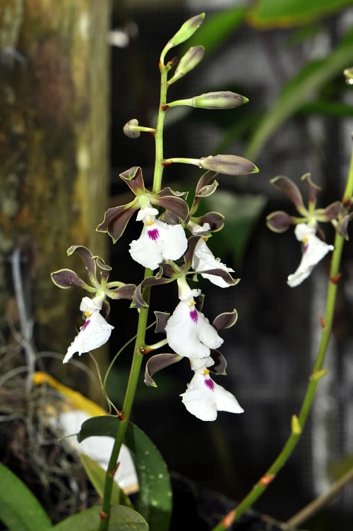 Orchids that Smell Like Chocolate 4