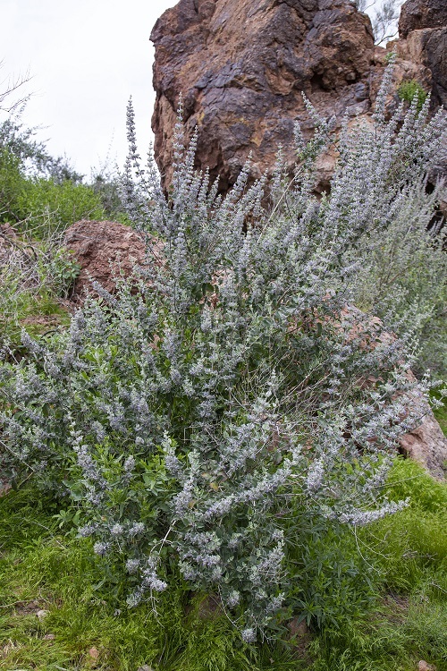 Bushes with Purple Flowers in Arizona 1