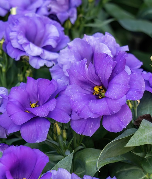 Purple Flowers with Yellow Center 5