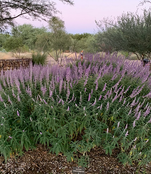 Purple-flowered bushes in Arizona