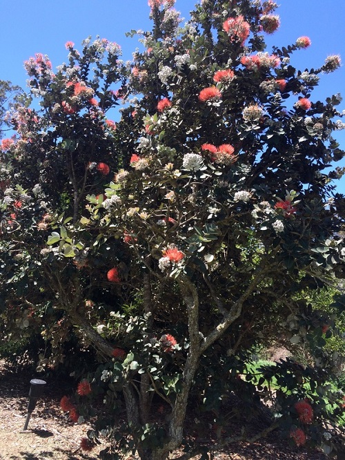 Hawaiian Trees with Red Flowers 1