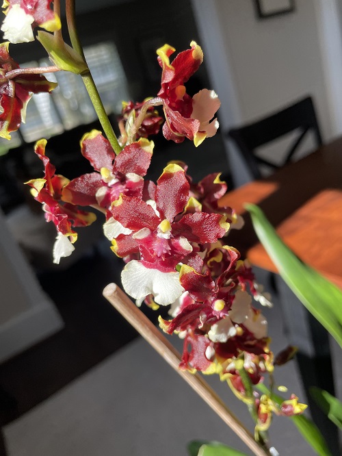 Orchids that Smell Like Chocolate 5