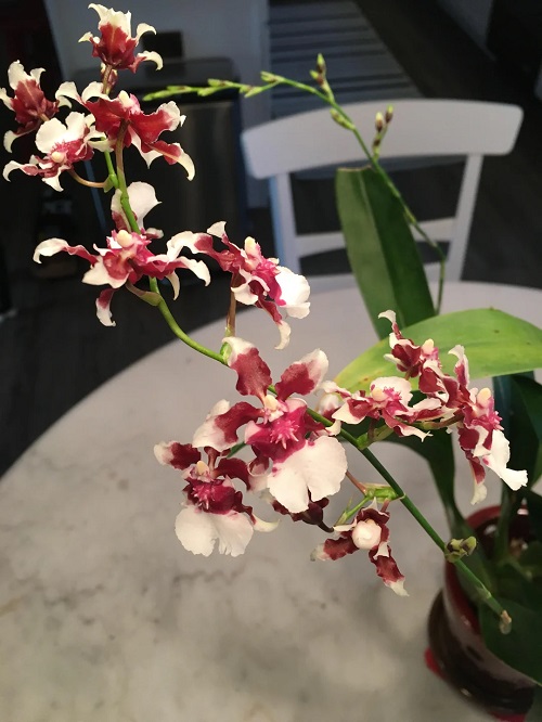Orchids that Smell Like Chocolate 2