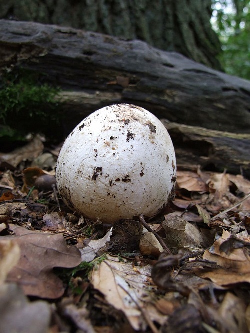 Mushrooms that Look Like Eggs 1