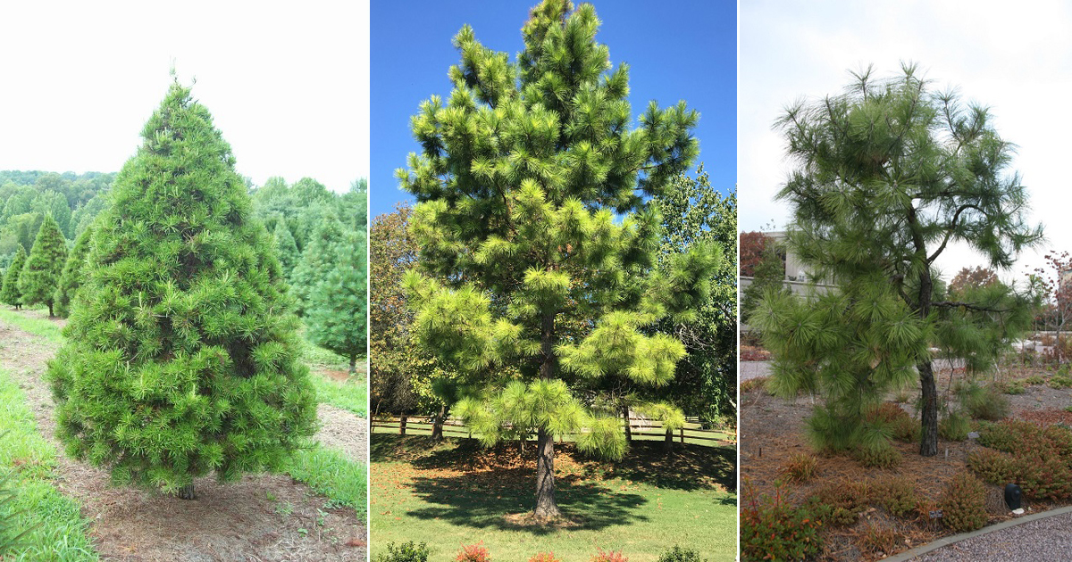 9 Types of Pine Trees in NC North Carolina Pine Trees Hello Lidy