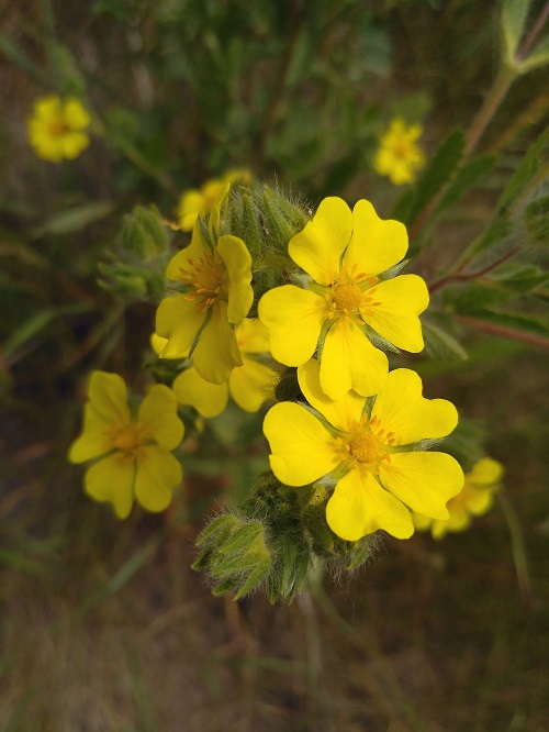 Five Petalled Yellow Flowers