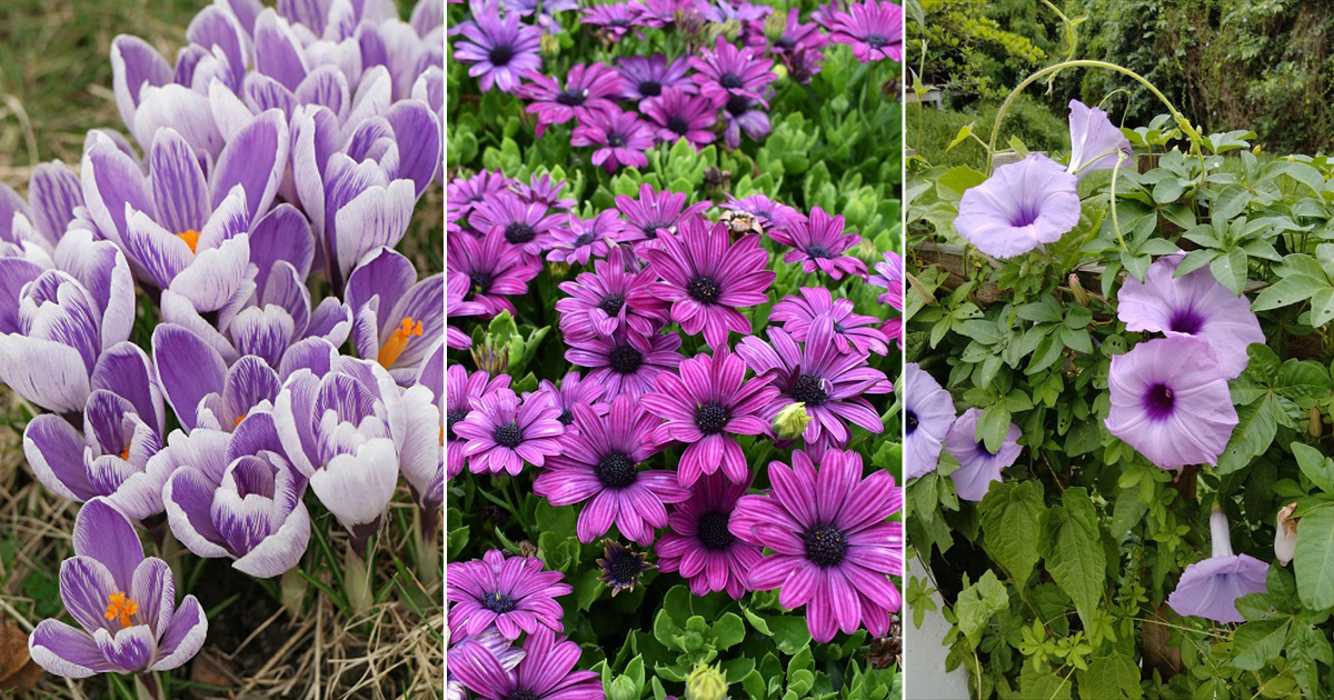 8 Purple Flowers that Close at Night Hello Lidy