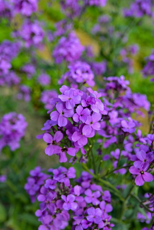 Purple Flowers with Four Petals 1