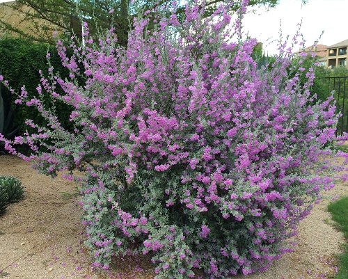 Purple-Flowered Bushes in Arizona 