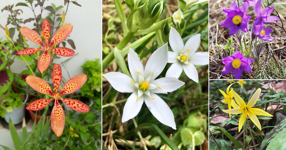 10 awesome flowers with 6 petals hello lidy