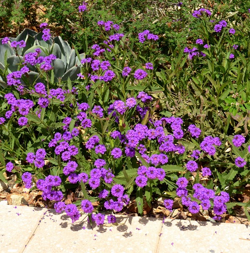 Bushes with Purple Flowers in Arizona 6