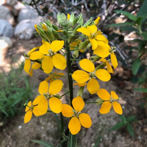 Yellow Flowers With Four Petals 7
