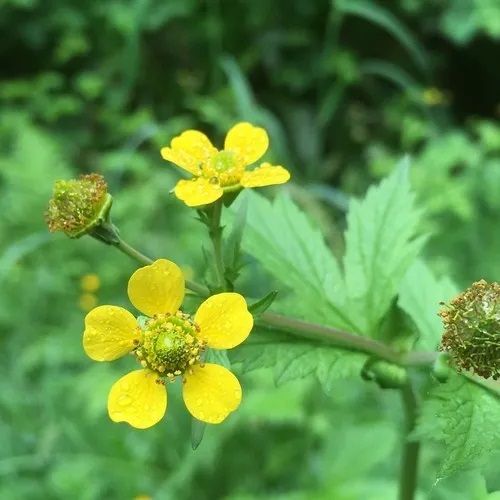 Five Petalled Yellow Flowers 