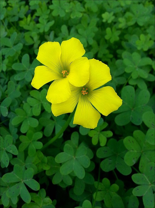 Yellow Flowers with Five Petals