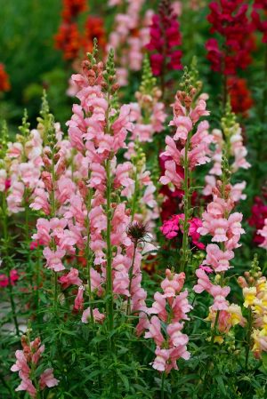 8 Flowers That Look Like Delphinium Hello Lidy 8-flowers-that-look-like-delphinium-hello-lidy