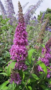 8 Flowers That Look Like Delphinium Hello Lidy 8-flowers-that-look-like-delphinium-hello-lidy