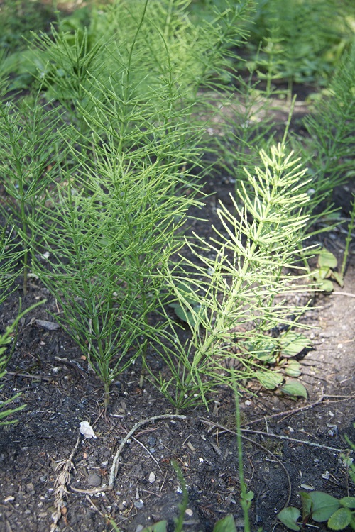 Field Horsetail