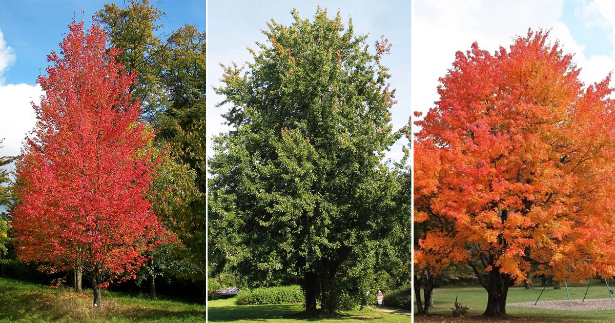5 Maple Trees in Oklahoma - Hello Lidy