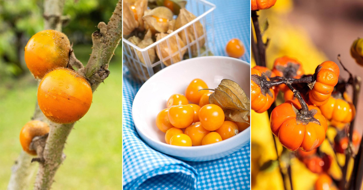 6 Orange Fruits That Look Like a Tomato Hello Lidy