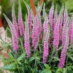 8 Flowers That Look Like Delphinium Hello Lidy 8-flowers-that-look-like-delphinium-hello-lidy