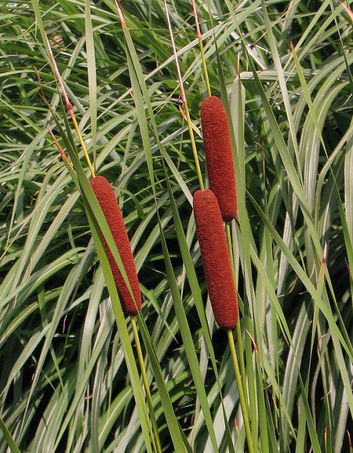 Narrowleaf Cattail