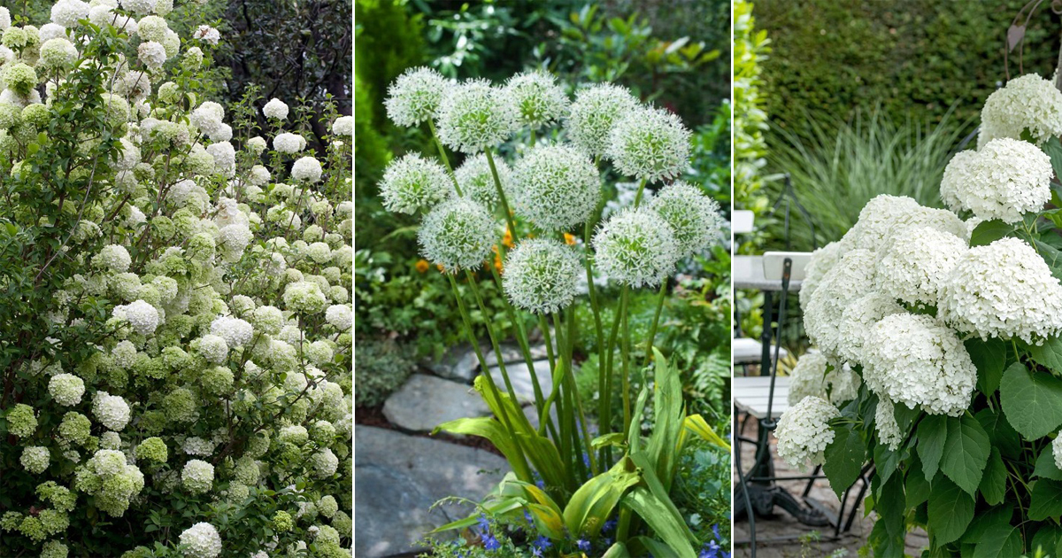 6 Flowers That Look Like Snowballs Hello Lidy