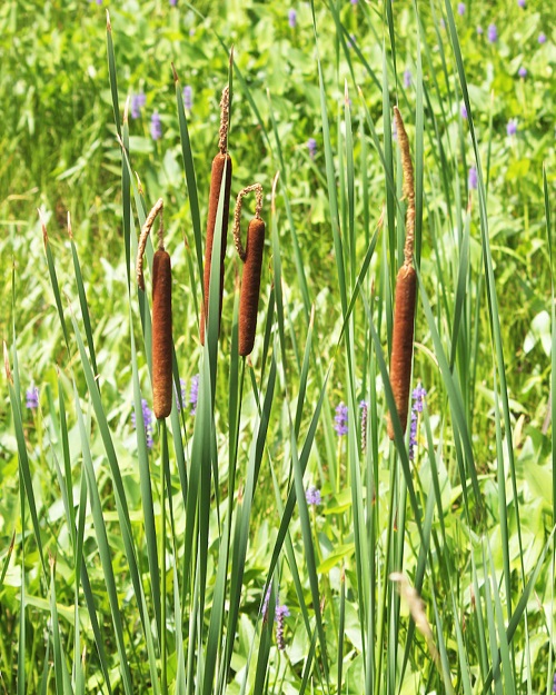 Hybrid Cattail