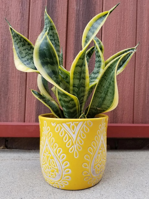 Rare Snake Plant Varieties