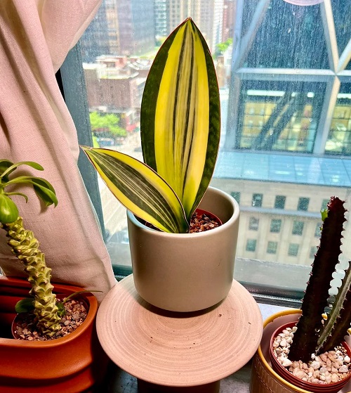 Beautiful Snake Plant Varieties