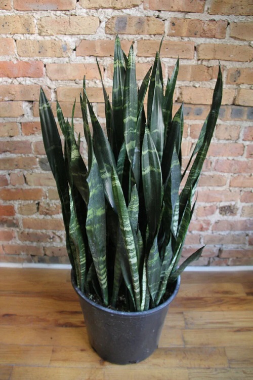 Sansevieria trifasciata ‘Black Coral’