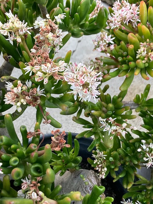 Types of Jade Plants that Flower 2