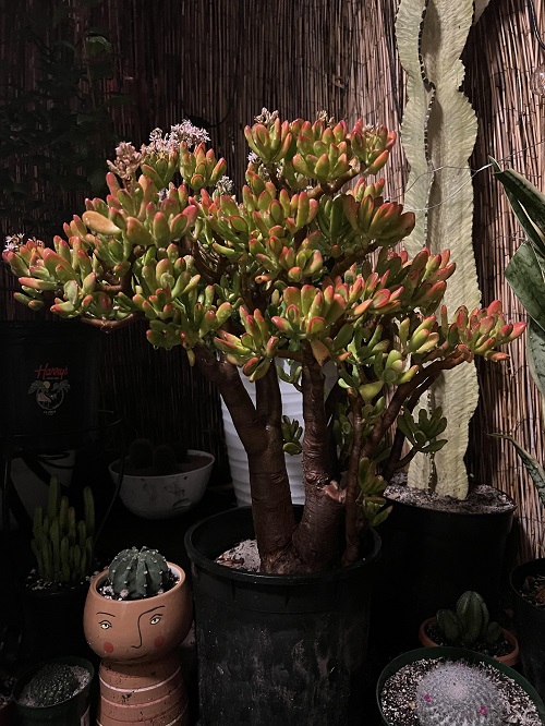 Pink Beauty Jade