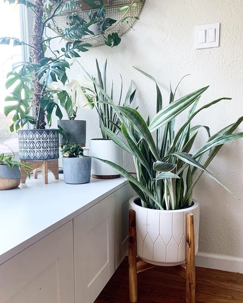 Beautiful Snake Plant Varieties