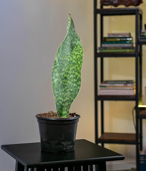 Unique and Trendy Snake Plant Varieties 2