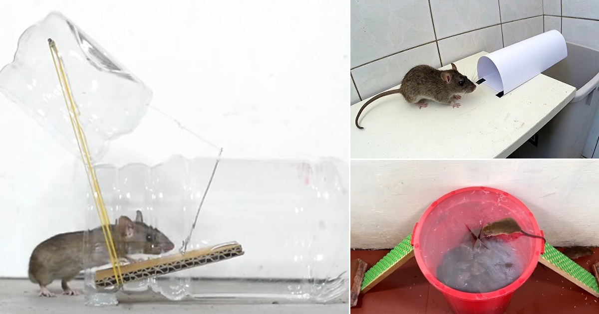 10-homemade-diy-rat-traps-hello-lidy