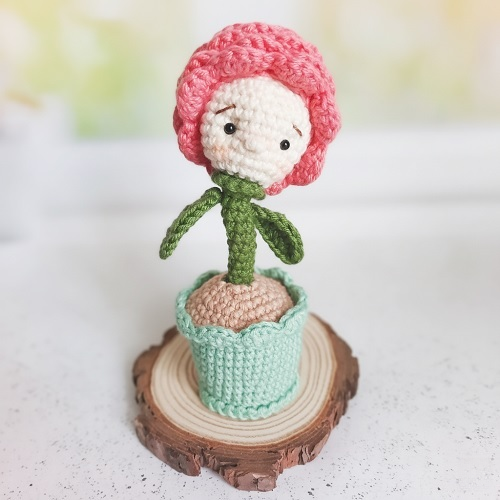 Rose flower in a pot