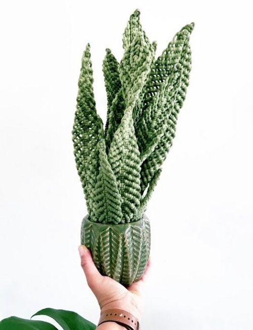 Macrame Snake Plant