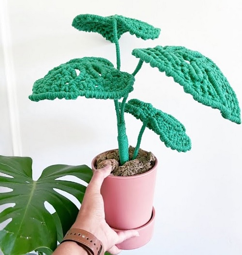 Macrame Monstera plant